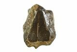 Gorgeous, Rooted Triceratops Tooth - Wyoming #350731-3